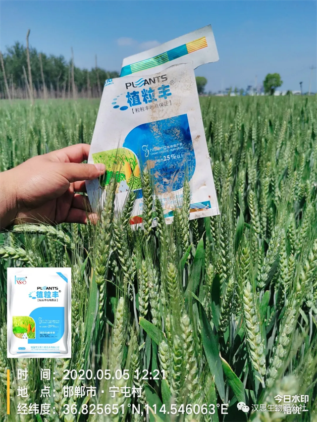 小麥“三病一害”要防？用它全部解決！