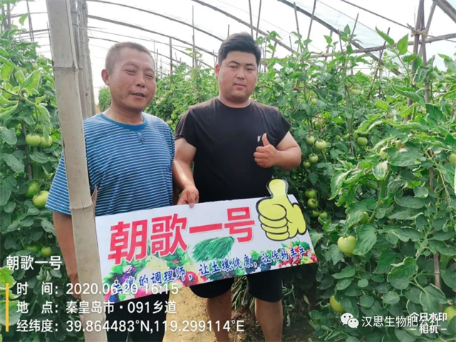 意外驚喜，《朝歌一號(hào)》不光解決西紅柿陰陽(yáng)臉，還能能讓土壤踩上去軟軟的！