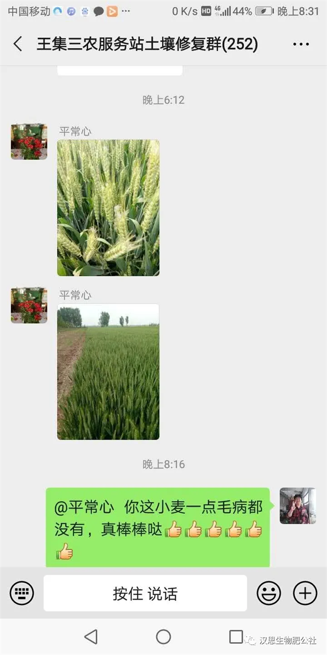 小麥“三病一害”要防？用它全部解決！