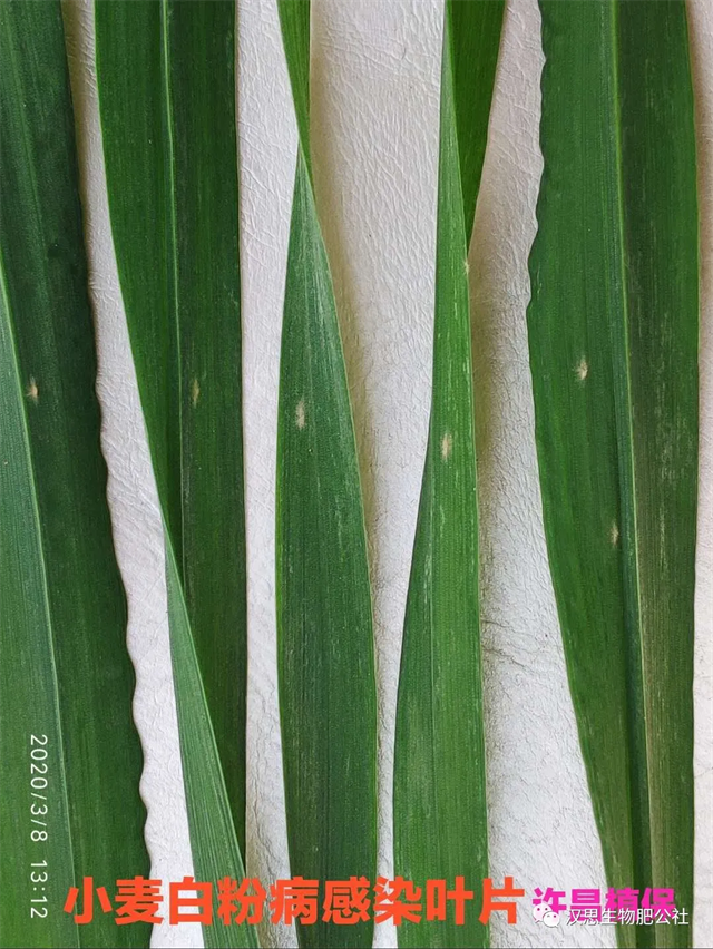 小麥抽穗揚(yáng)花期“一噴多防”你做了嗎？