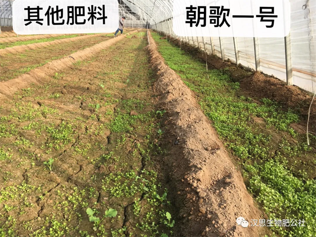 意外驚喜，《朝歌一號(hào)》不光解決西紅柿陰陽(yáng)臉，還能能讓土壤踩上去軟軟的！