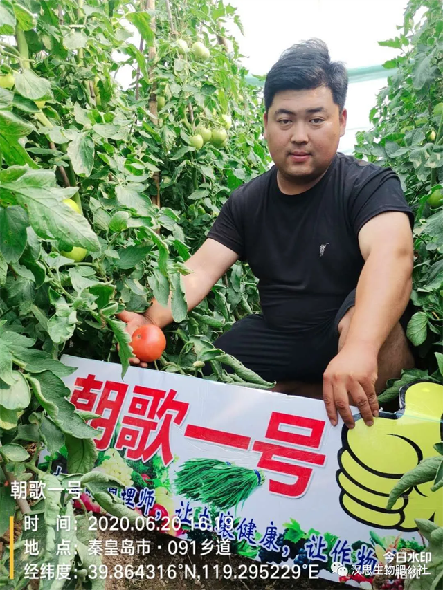 意外驚喜，《朝歌一號(hào)》不光解決西紅柿陰陽(yáng)臉，還能能讓土壤踩上去軟軟的！