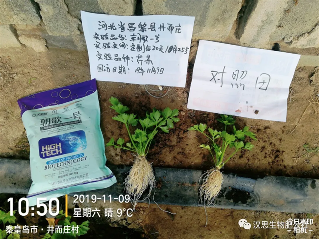 意外驚喜，《朝歌一號(hào)》不光解決西紅柿陰陽(yáng)臉，還能能讓土壤踩上去軟軟的！