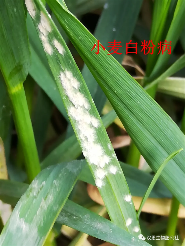 小麥抽穗揚(yáng)花期“一噴多防”你做了嗎？