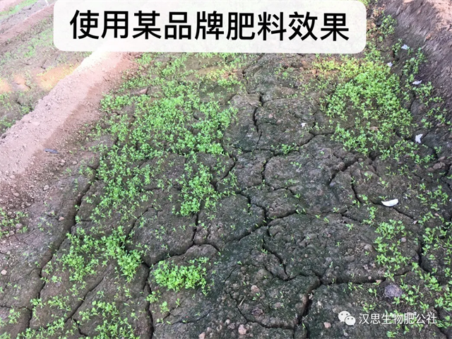意外驚喜，《朝歌一號(hào)》不光解決西紅柿陰陽(yáng)臉，還能能讓土壤踩上去軟軟的！