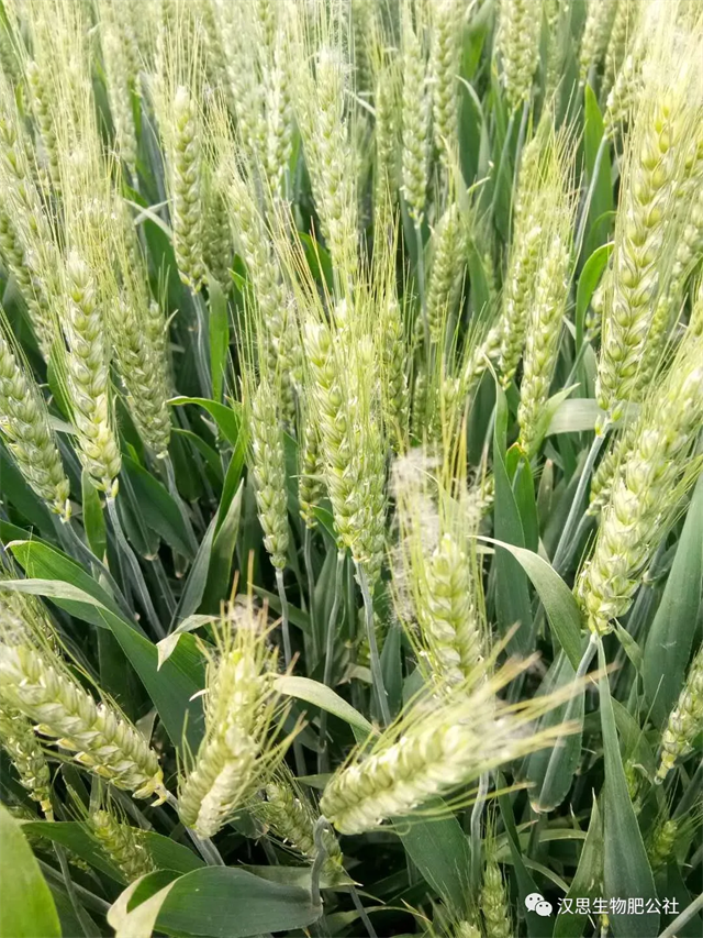 小麥“三病一害”要防？用它全部解決！